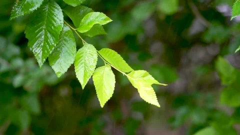Raindrops fell from the leaves Stock Footage 222030453