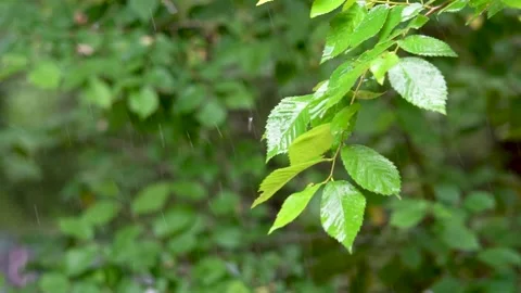 Raindrops fell from the leaves Stock Footage 222030458