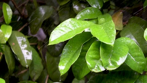Raindrops fell from the leaves Stock Footage 222030461