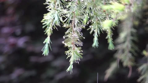 Raindrops fell from the pine leaves Stock Footage 222030498