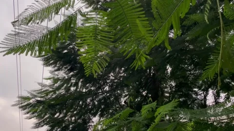 Raindrops on Fernlike Bipinnate Tree Leaves During Monsoon Storm Stock-Footage 345669376