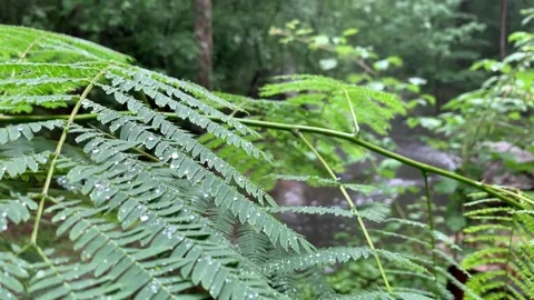 Raindrops on Ferns Stock Footage 245129010