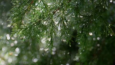 Raindrops on fir branches in sunlight Stock Footage 317994739