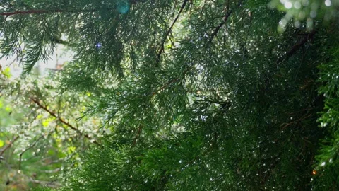 Raindrops on fir branches in sunlight Stock Footage 317994751
