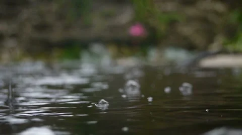 Raindrops on a Fishpond Vidéo 8832427