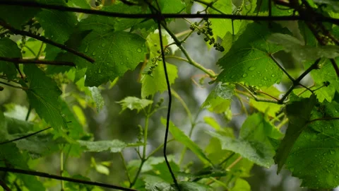  raindrops flow down beautiful green grape leaves Stock-Footage 132257990