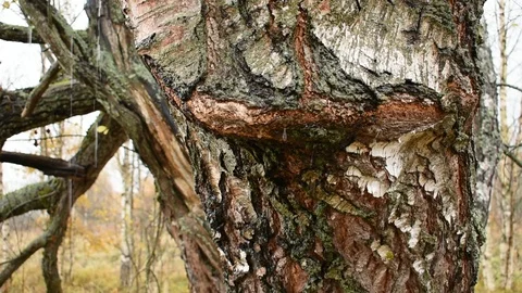Raindrops flow down the birch trunk Stock Footage 117896350