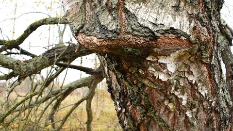 Raindrops flow down the birch trunk, autumn rain Stock Footage 117906469