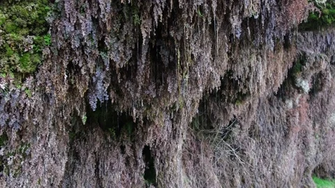 Raindrops flow down the grass on a sheer wall covered with moss. Stock Footage 236089627