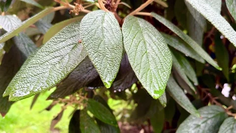 Raindrops flow down from green leaves Video stock 310856770