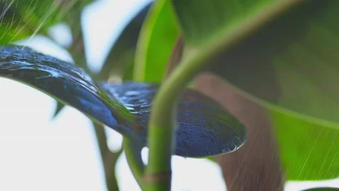 Raindrops flow down the leaf Stock Footage 195854932