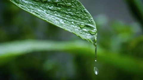 Raindrops flow down the leaf of the plant. Green leaf with drops. 4K Stock Footage 154729215