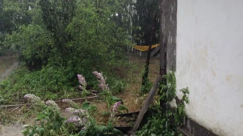 Raindrops Flow Down From the Roof during rain in the Garden with green flowers Stock Footage 149873055