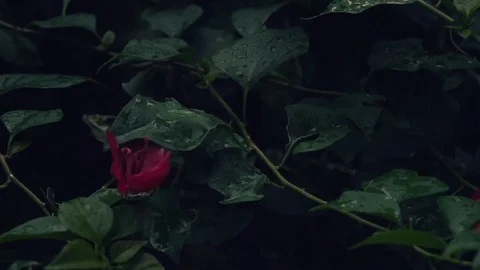 Raindrops on a flower bush in slow motion Stock Footage 101122481