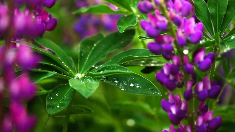 Raindrops on a flower Stock Footage 115124126