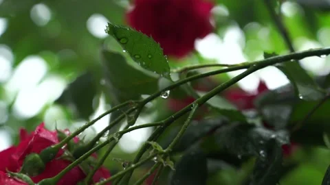Raindrops on flower leaves Video stock 131403020