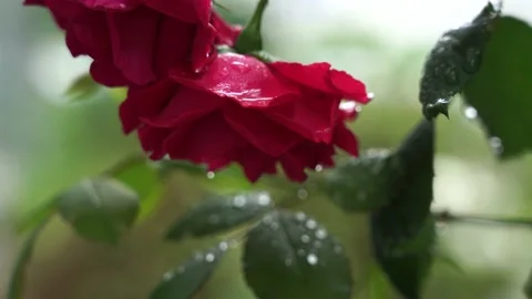 Raindrops on flower leaves Stock Footage 131403130