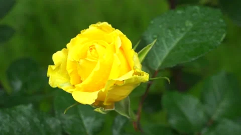 Raindrops on flower leaves Video stock 131403247