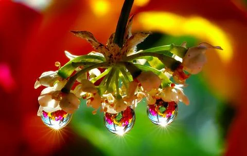 Raindrops on a flower. Macro Stock Photos