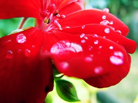Raindrops on the flower - nature 库存照片