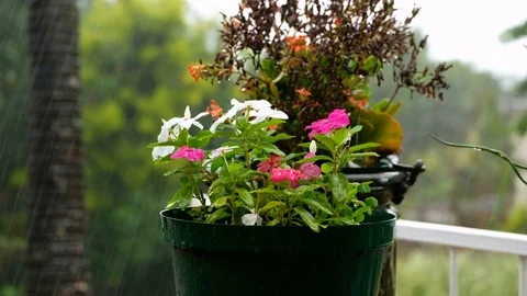 Raindrops on flower petals. 库存影片 84136764