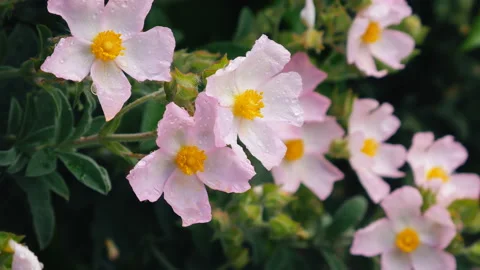 Raindrops on a flower petals. Stock Footage 89854432