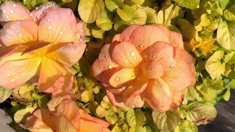 Raindrops on flower petals Stock Footage 317698094