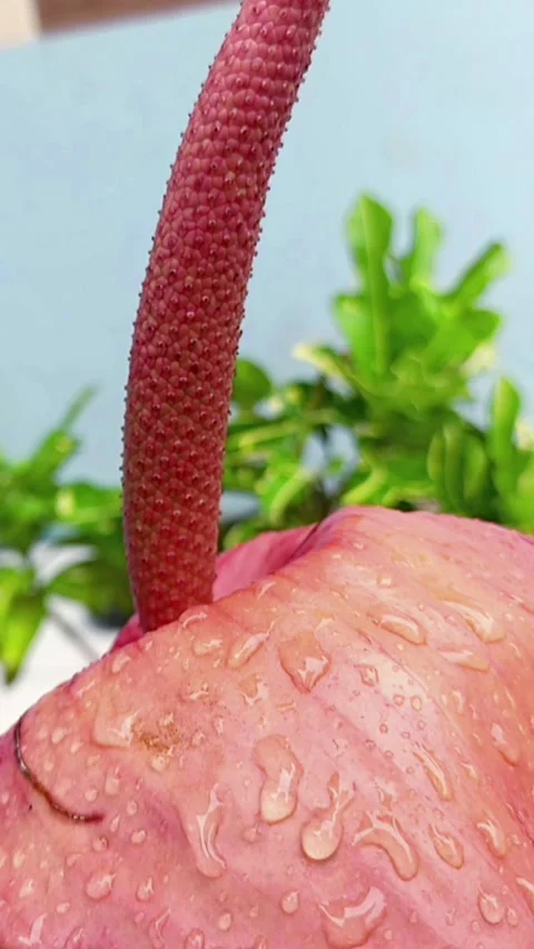 Raindrops on flowers Stock Footage 294502842