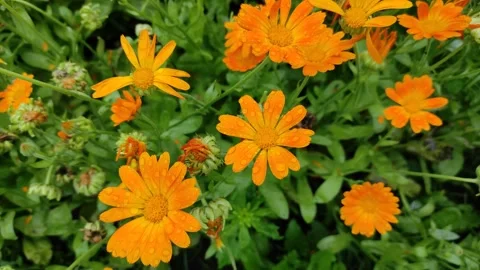 Raindrops on flowers Vídeo Stock 340175512