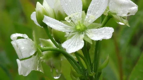 Raindrops on flowers of Venus Flytrap (Dionaea muscipula) Video stock 71121725