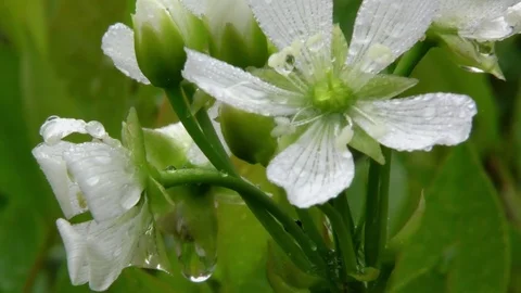 Raindrops on flowers of the Venus Flytrap, N Carolina USA Video stock 76919452