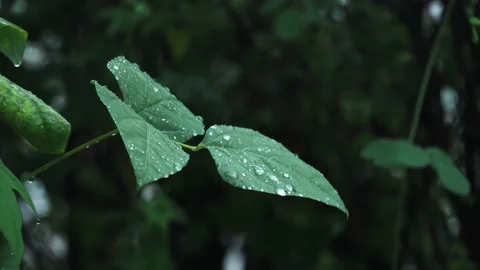 Raindrops flowing down the leaves. Fresh green leaves with water drops, close up Stock Footage 234696942
