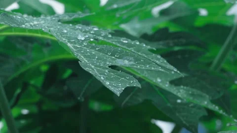 Raindrops flowing down the leaves. Fresh green leaves with water drops, close up Stock Footage 234697007