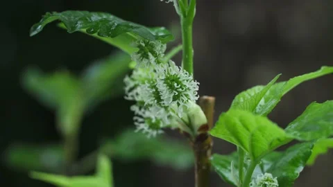 Raindrops flowing down the leaves. Fresh green leaves with water drops, close up Stock Footage 234697010