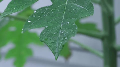 Raindrops flowing down the leaves. Fresh green leaves with water drops, close up Stock Footage 234697048