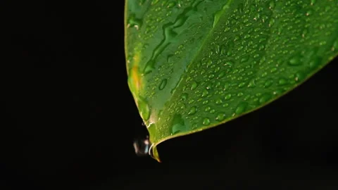 Raindrops flowing down the leaves of plants on a black background. Green leaves  Stock Footage 176898428