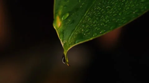 Raindrops flowing down the leaves of plants on a black background. Green leaves  Видео 176901684