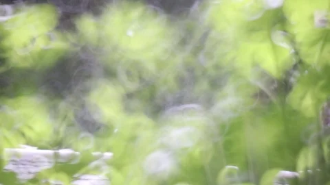 Raindrops into focus Vidéo 110033699