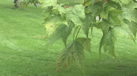 Raindrops Stock-Footage 12350653