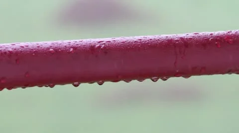 Raindrops Video stock 21330037