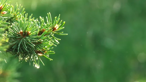 Raindrops Stock-Footage 172279714