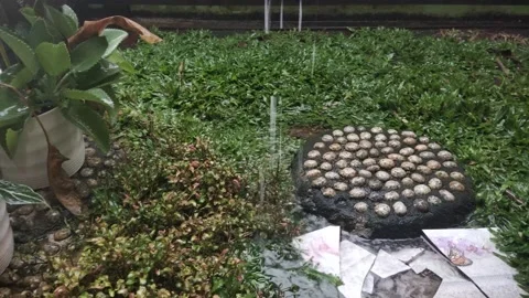 Raindrops Stock Footage 207090011