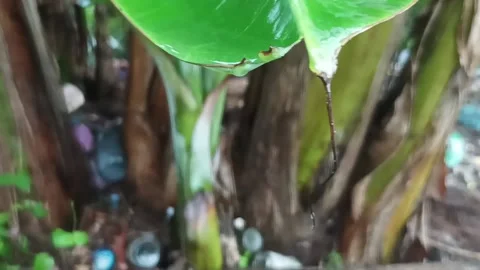 Raindrops Stock Footage 234375535