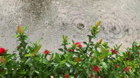 Raindrops. Video stock 236594347