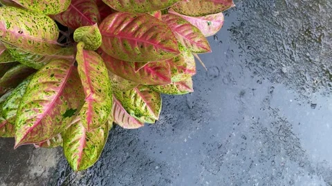 Raindrops Stock Footage 263878983