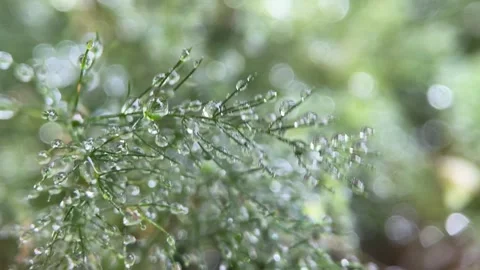 Raindrops Stock Footage 263962981