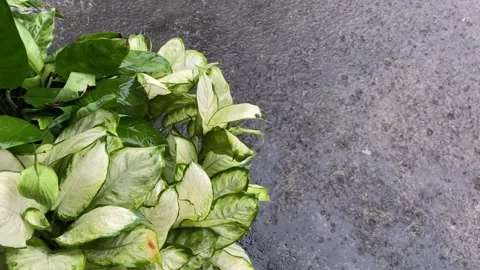 Raindrops Video stock 279475817