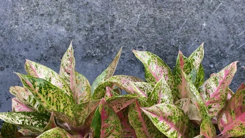 Raindrops Video stock 279481850