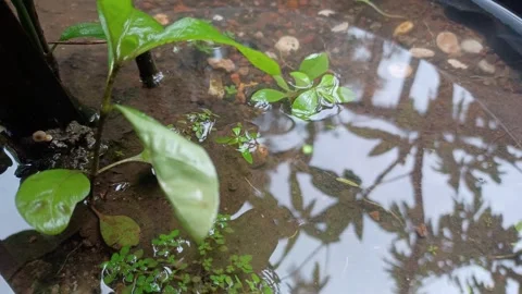 Raindrops Stock Footage 297728949