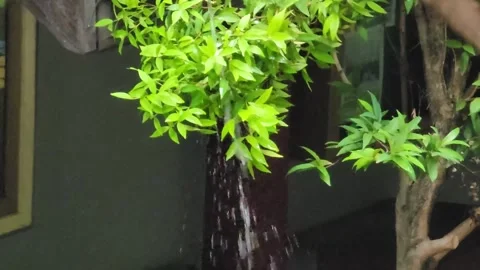 Raindrops Stock Footage 301801961